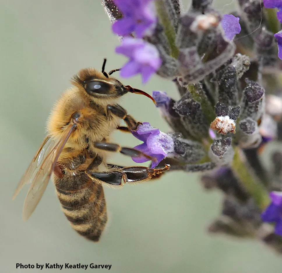 Varroa mite onworker bee.(Photo by Kathy Keatley Garvey)