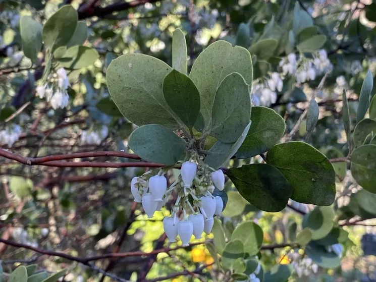 white manzanita flowers
