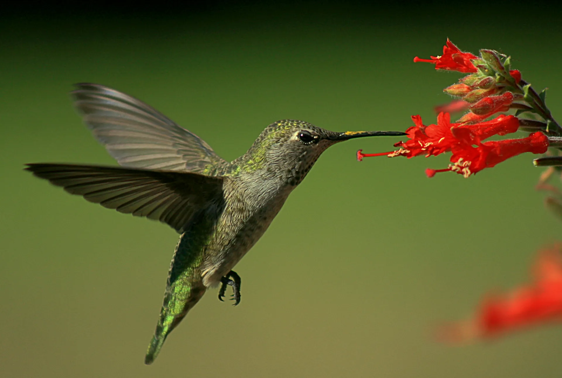 Green hummingbird using long bill to feed on tubular red flowers. 