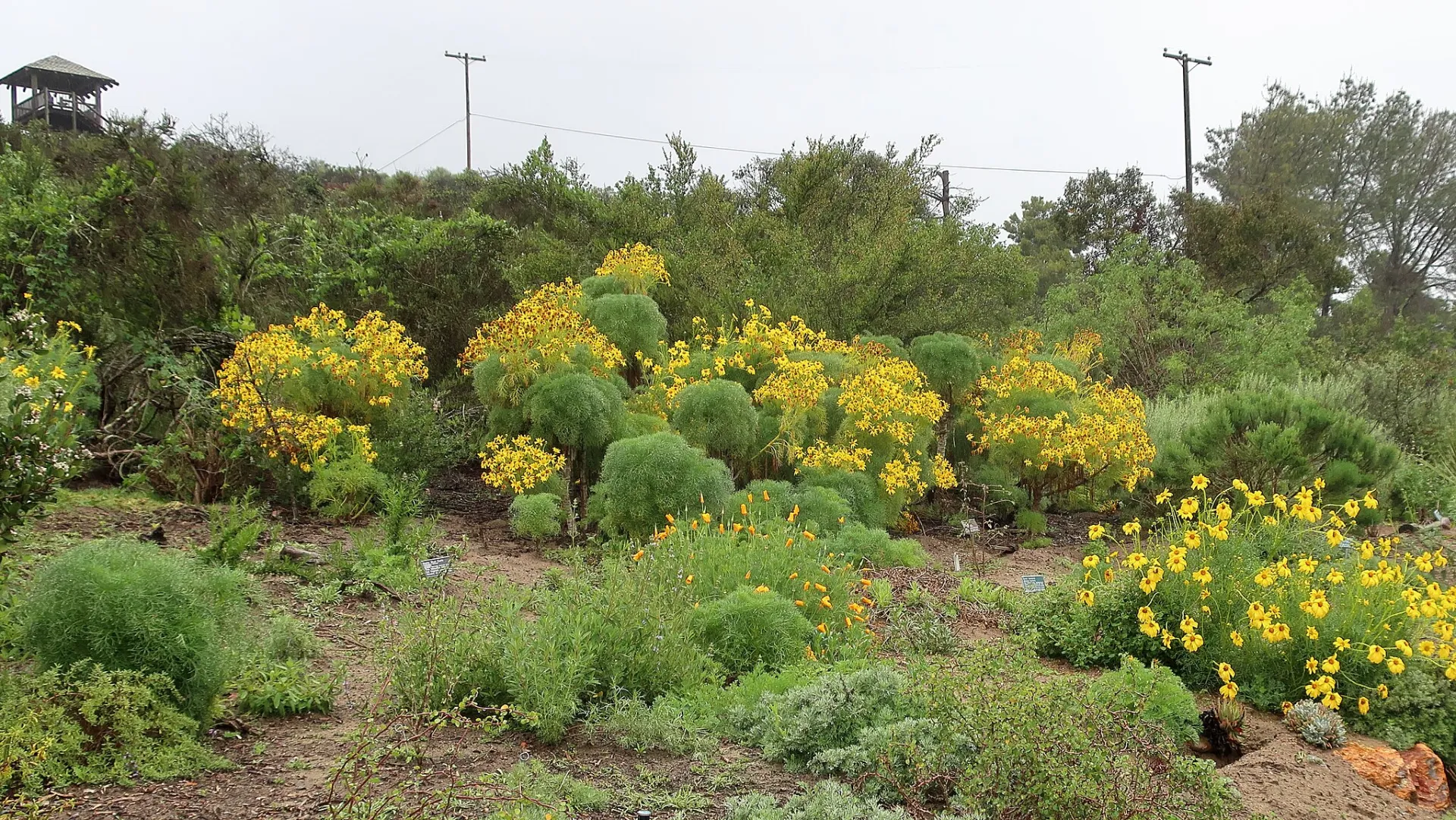 Native garden with variety of sizes of plants 