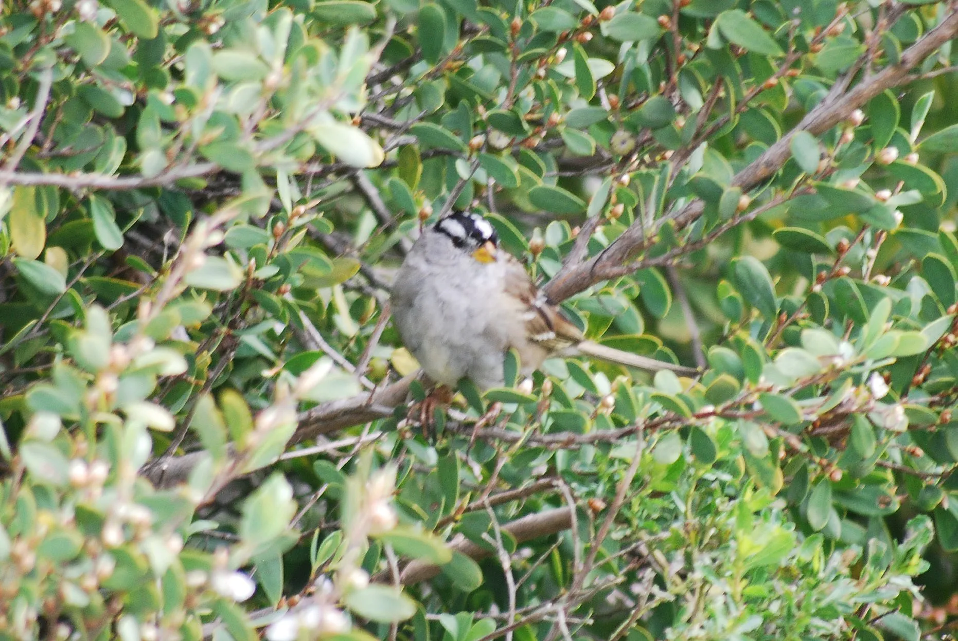  Small bird with black and white strips on head in dull green manzanita bush. 