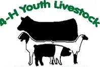 4-H Livestock