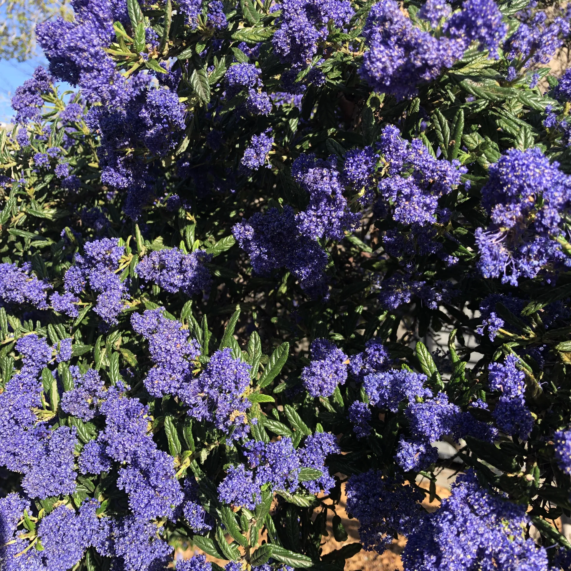  Ceanothus bush with purple blue flowers and dark green leaves. 