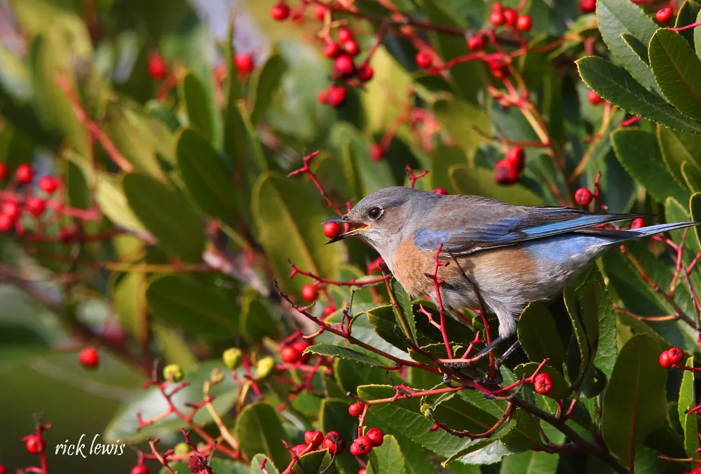 Bluebird with rusty breast perched in toyon bush filled with red berries