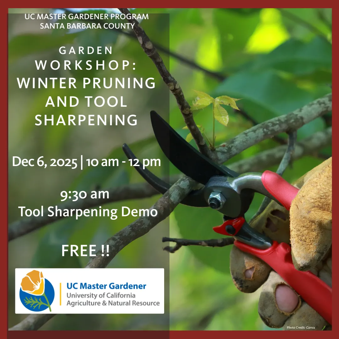 Hand holding pruners and clipping small tree branch.