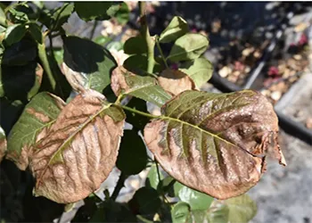 Damaged Leaves - UCANR