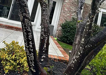 Wood Rotting Fungi - UCANR