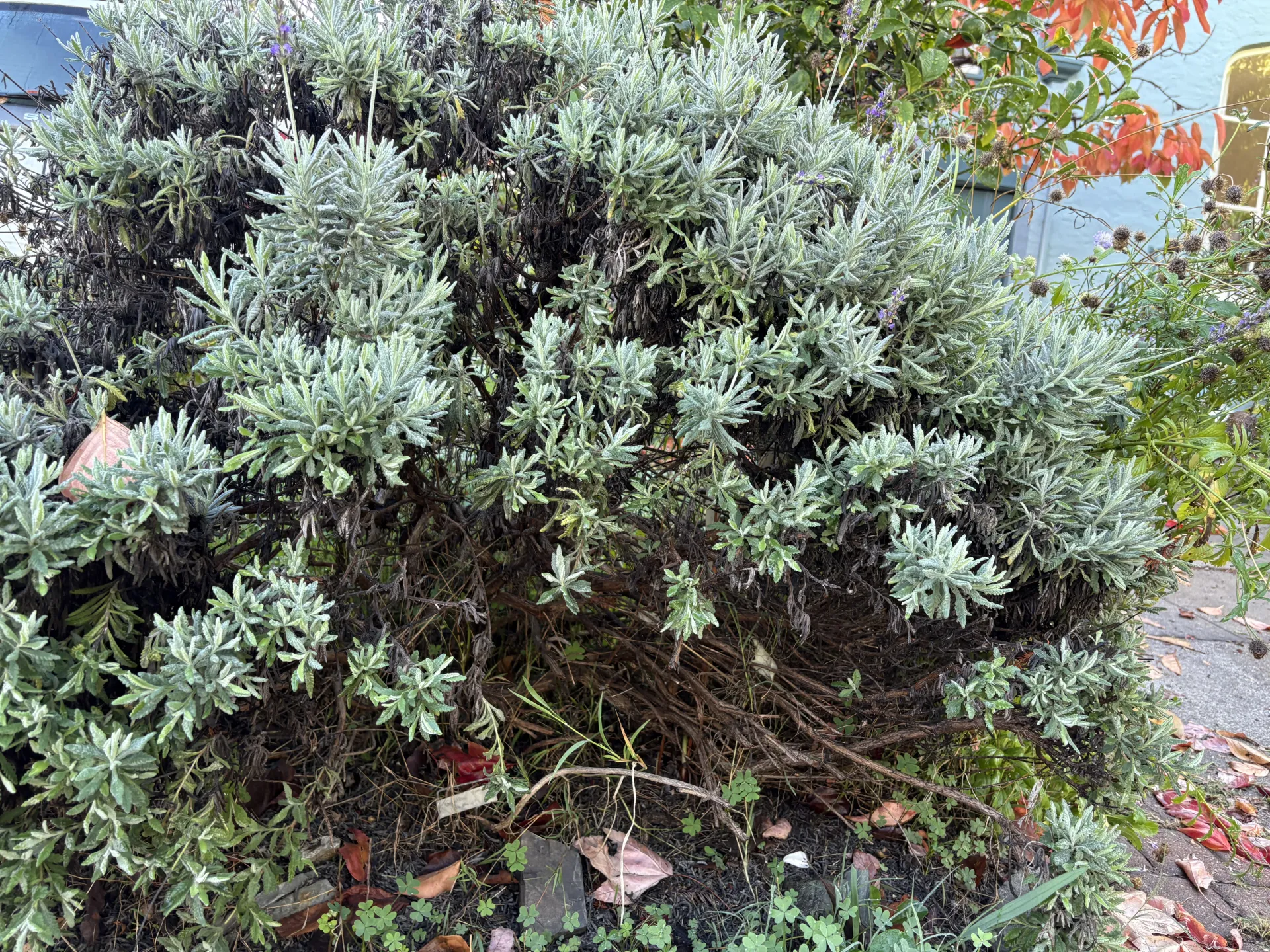 bushy lavender with woody stems