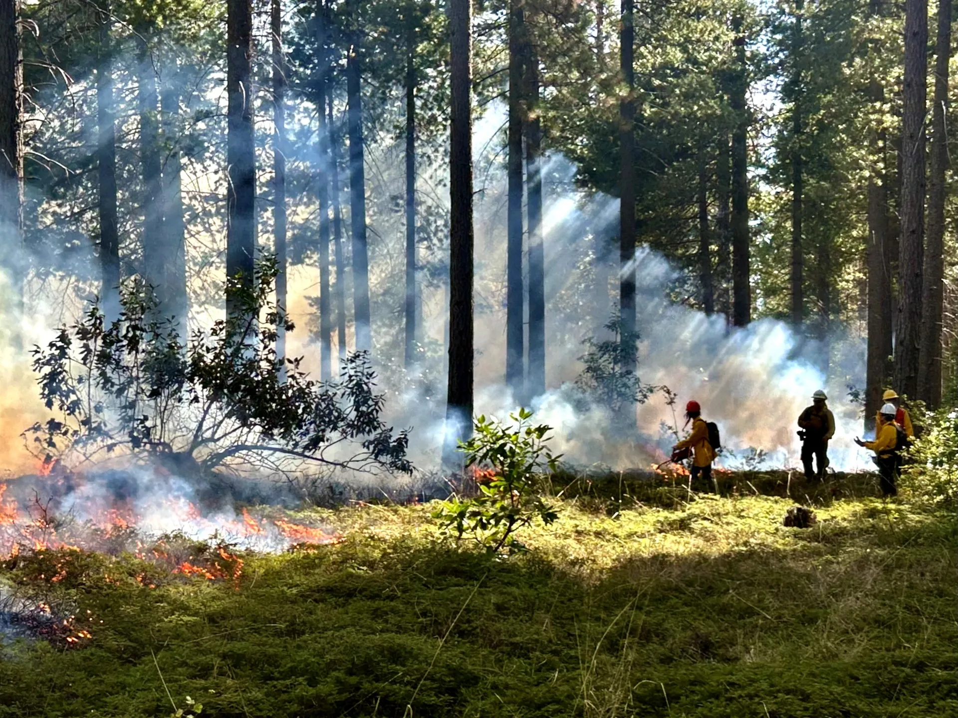 FTREX trainer and trainees practicing firing in a forest understory, with smoke filtering through the trees