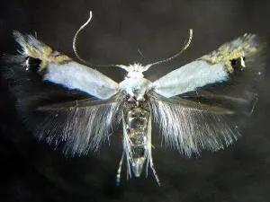 Paraleucoptera albella