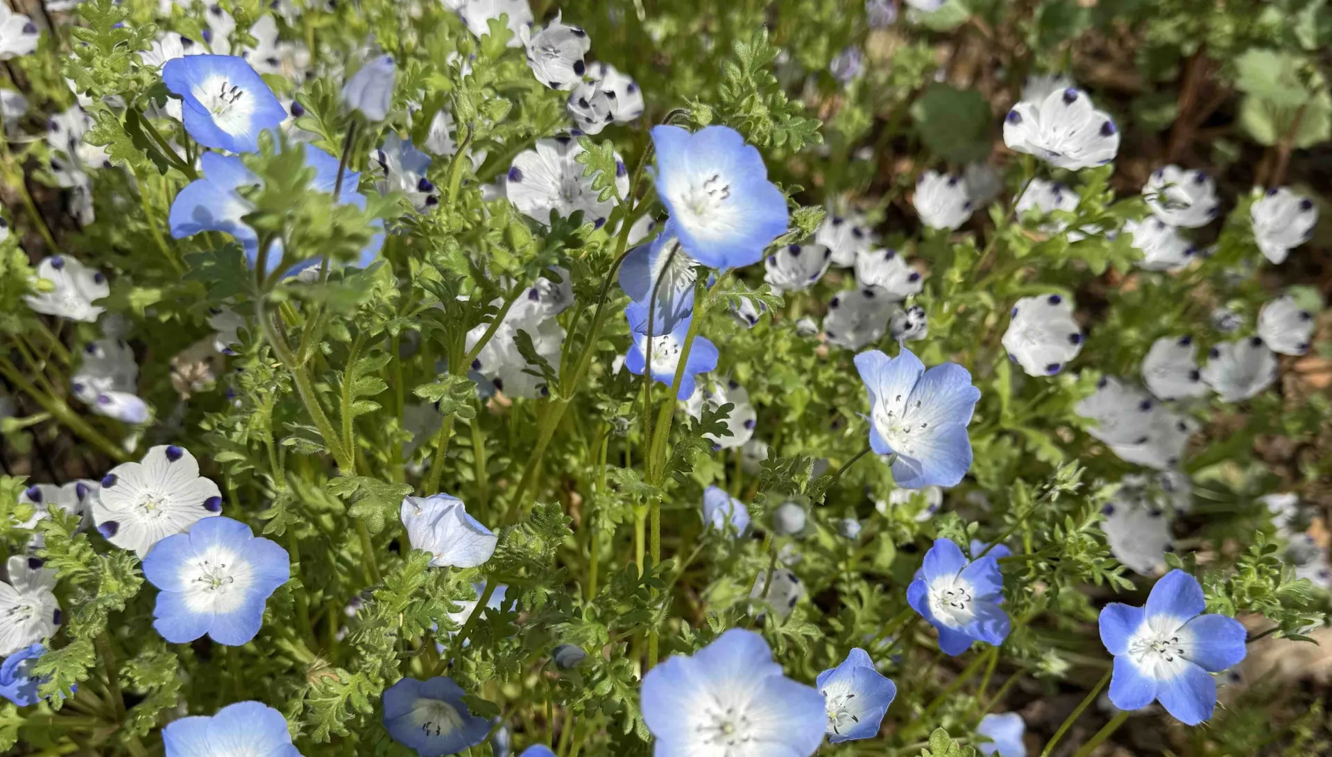 Combination planting of “Baby Blue Eyes” and “Baby Five Spot.”
