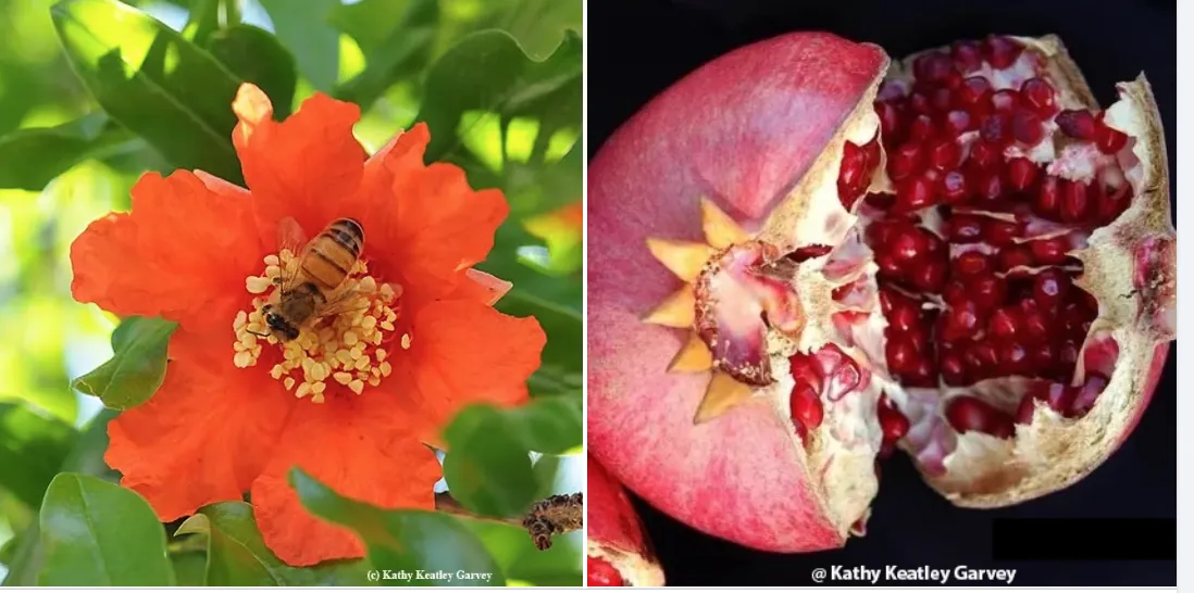 Honey bee pollinating pomegranate, and a split pomegranate. (Photo by Kathy Keatley Garvey)