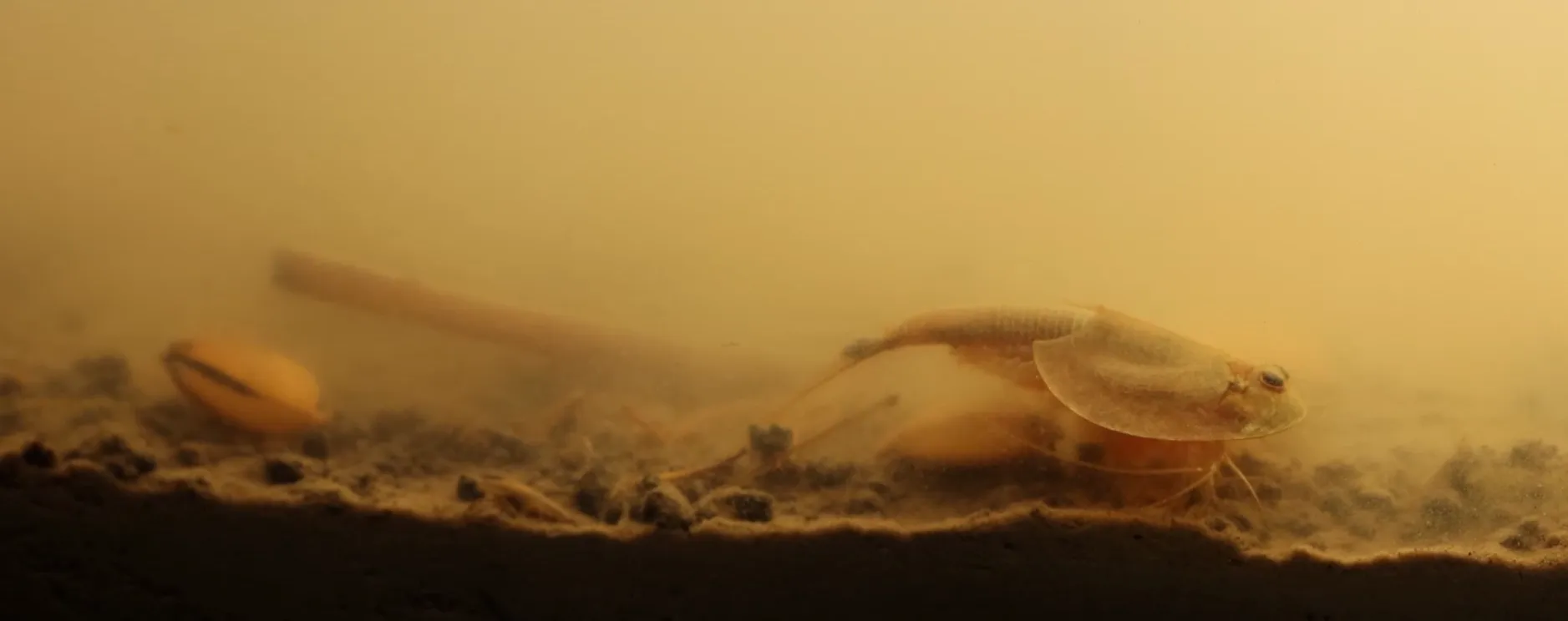 Tadpole shrimp in murky water