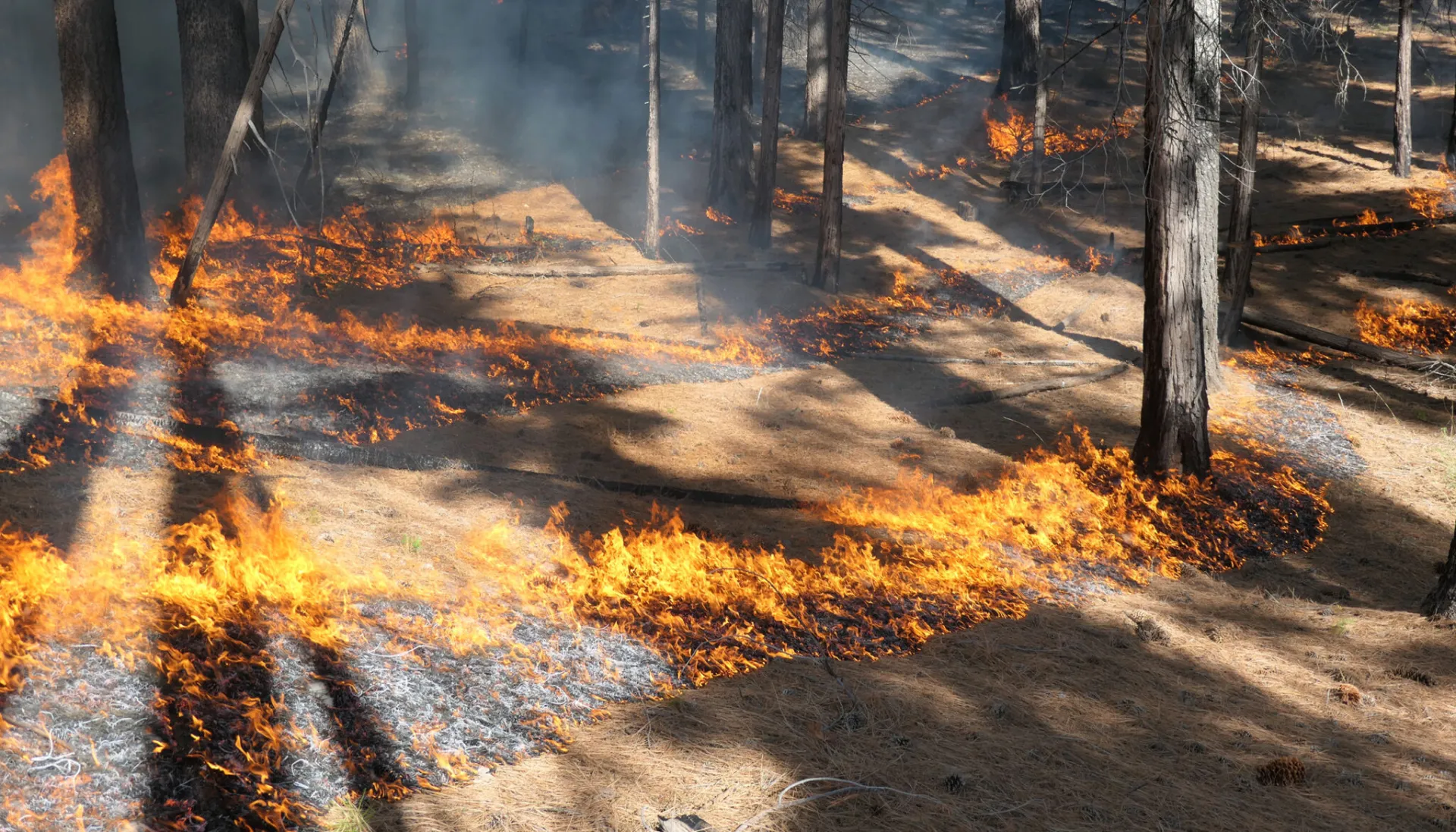 Lines of fire burn through a carpet of dried pine needles on a forest floor