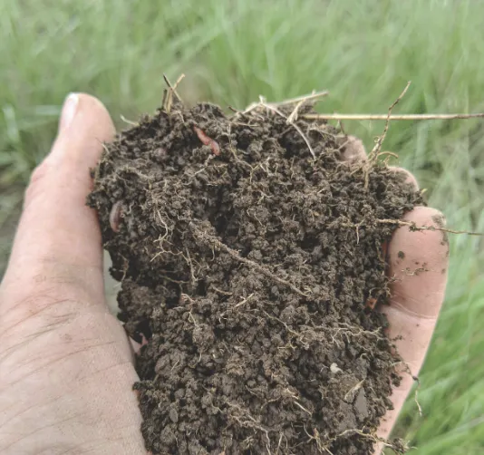 Person holding soil
