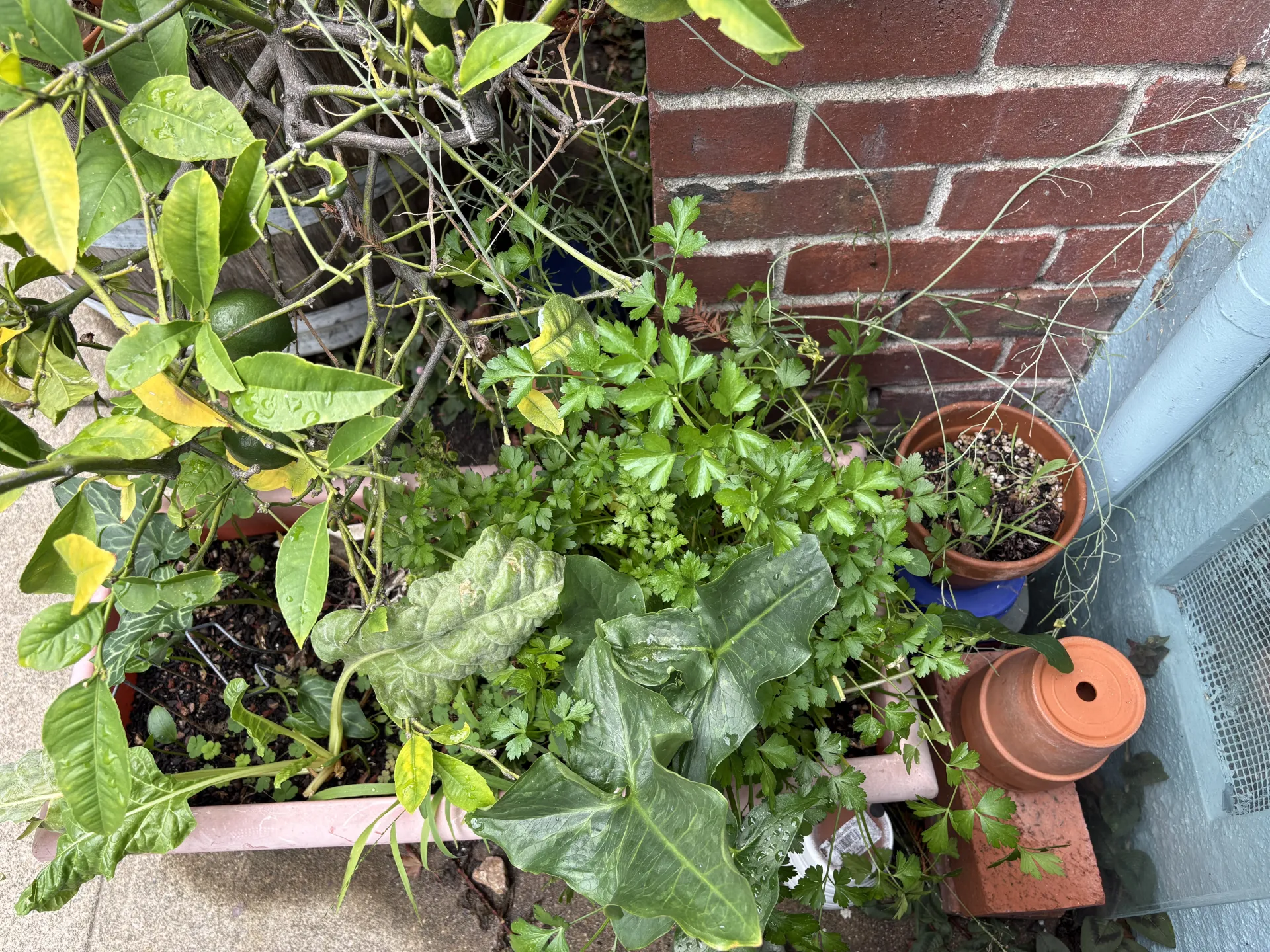 weeds in planter surrounded by miscellaneous pots