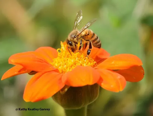 A honey bee, Apis melliera, nectaring on a Mexican sunflower, Tithonia rotundifola. (Photo by Kathy Keatley Garvey)