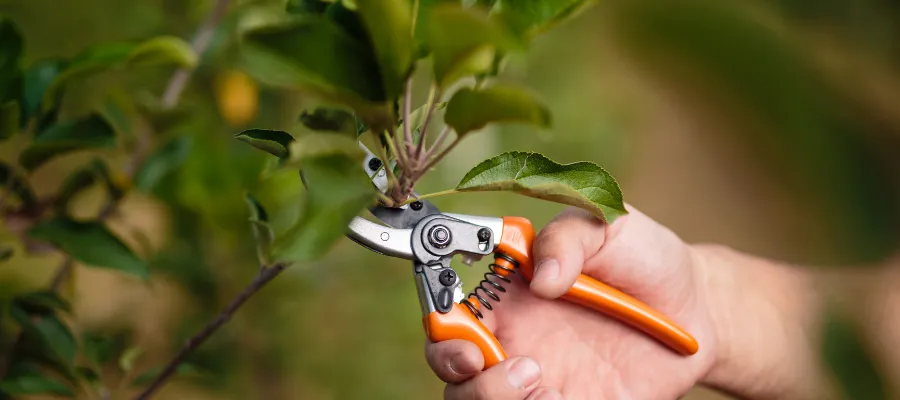 close up photo of a hand with hand pruners cutting a branch
