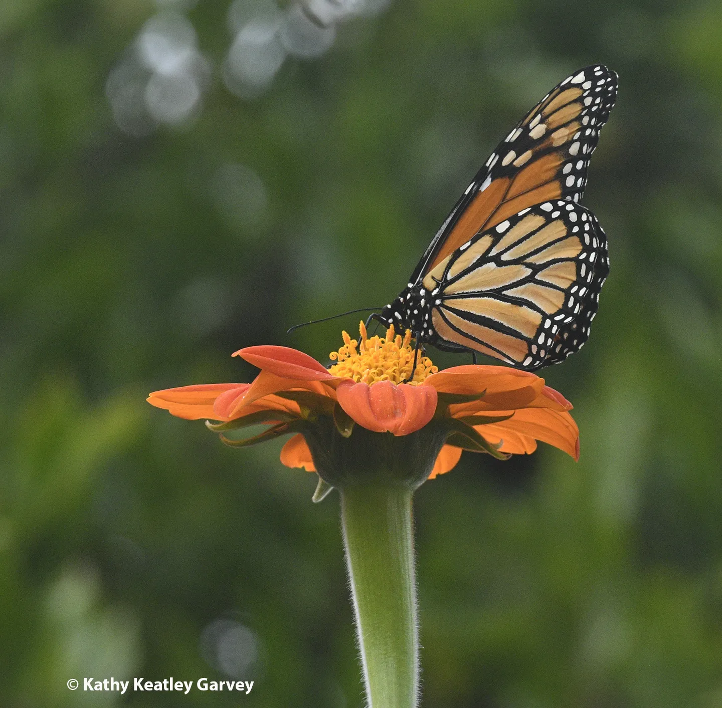A monarch nectaring on Tithonia in a Vacaville garden on Election Day 2025. (Photo by Kathy Keatley Garvey)