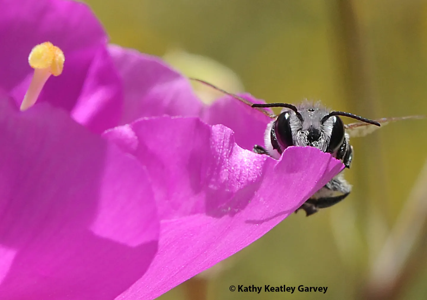 A male leafcutter bee peers over a rockrose petal. (Photo by Kathy Keatley Garvey)