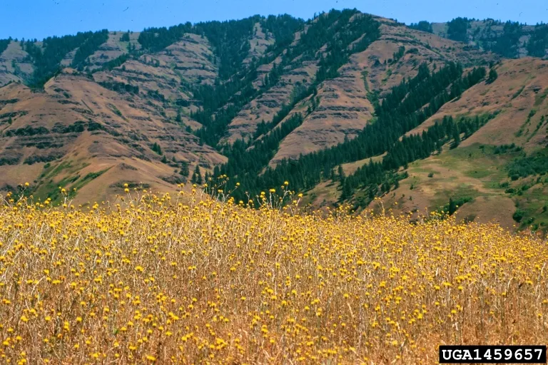 Rolling foothills covered with brown and green grass and dotted with dark green pine trees. In the foreground is a stand of yellow-flowered plants growing in a dense stand.