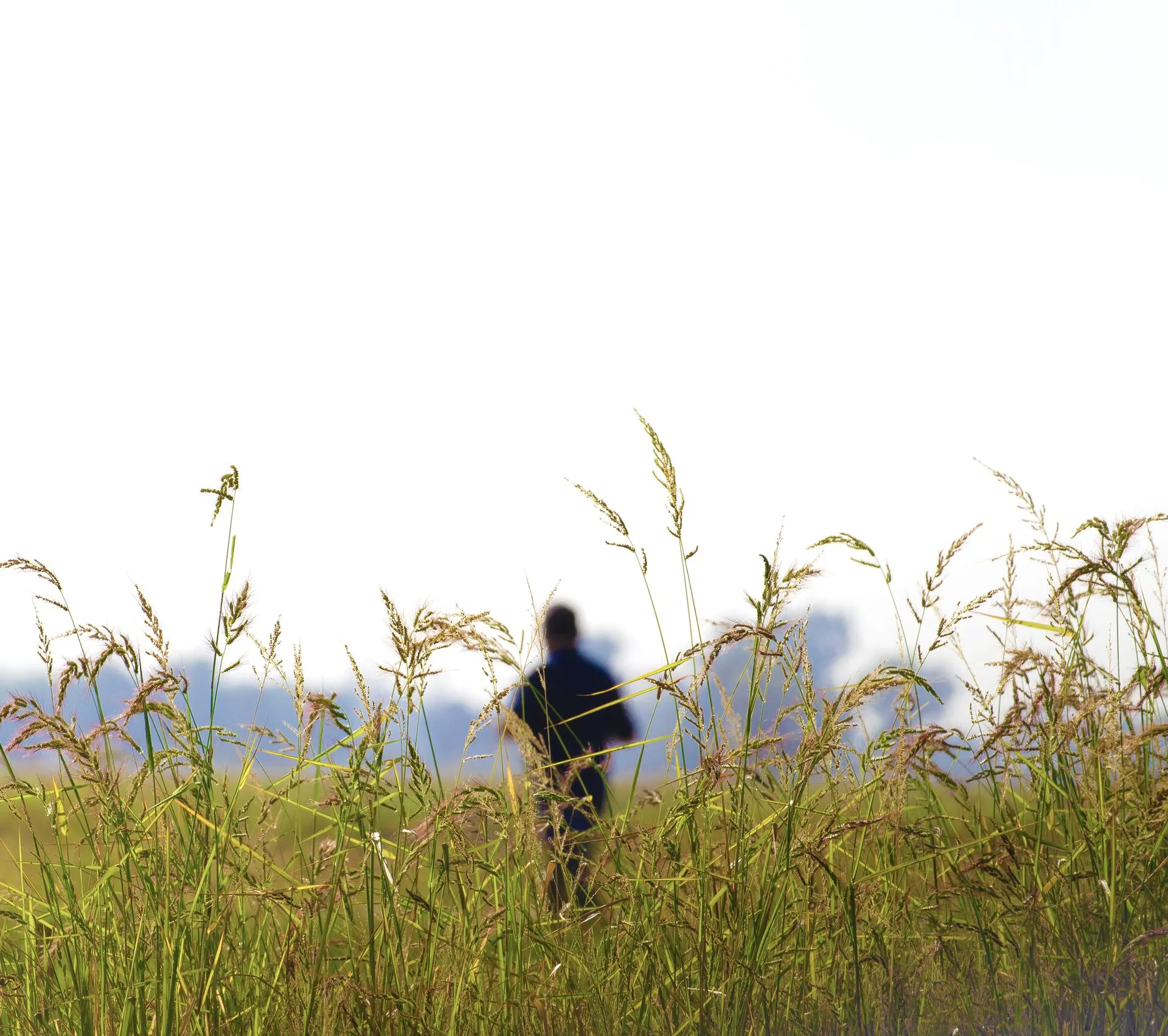 Image of person in a rice field.