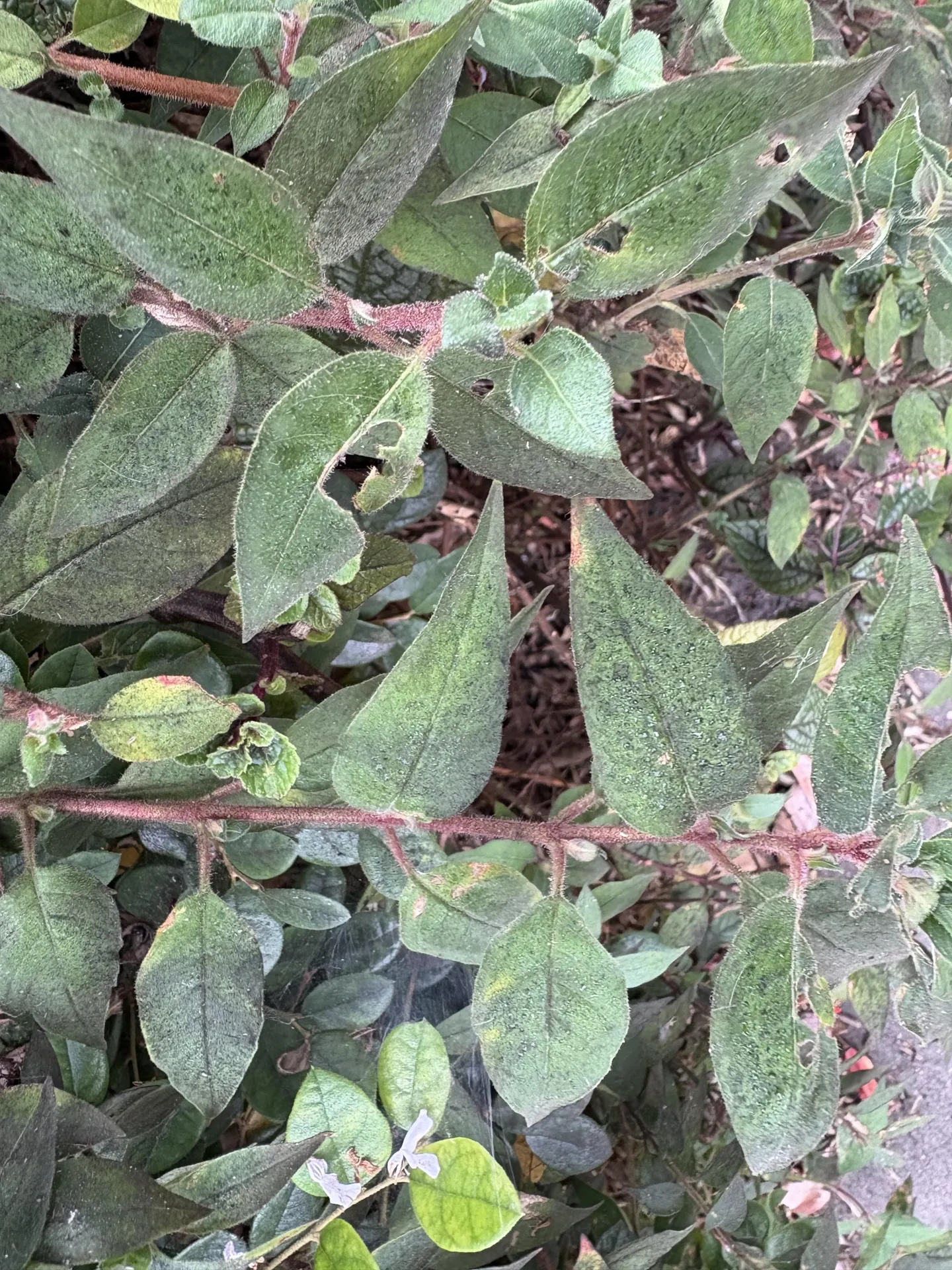 sooty mold on the leaves of an ornamental plant