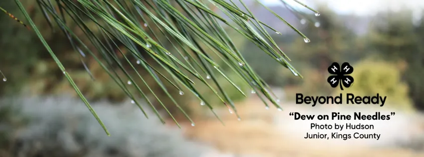 Dew on Pine Needles, Image by Hudson of Kings County 4-H