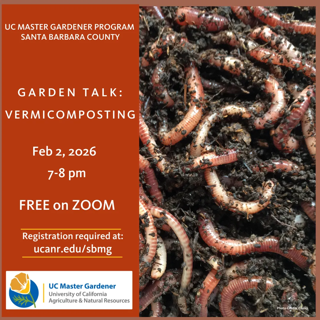 Picture of many earth worms on top layer of dark soil.