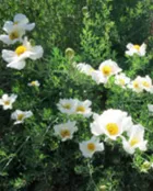 California Native Matilija Poppy