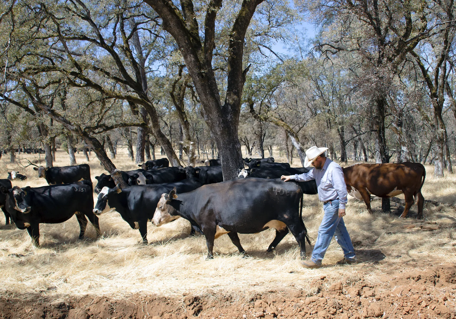 Man walks alongside herd of cattle amid a grove of trees