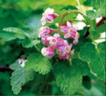 Chaparral currant, Ribes malvaceum