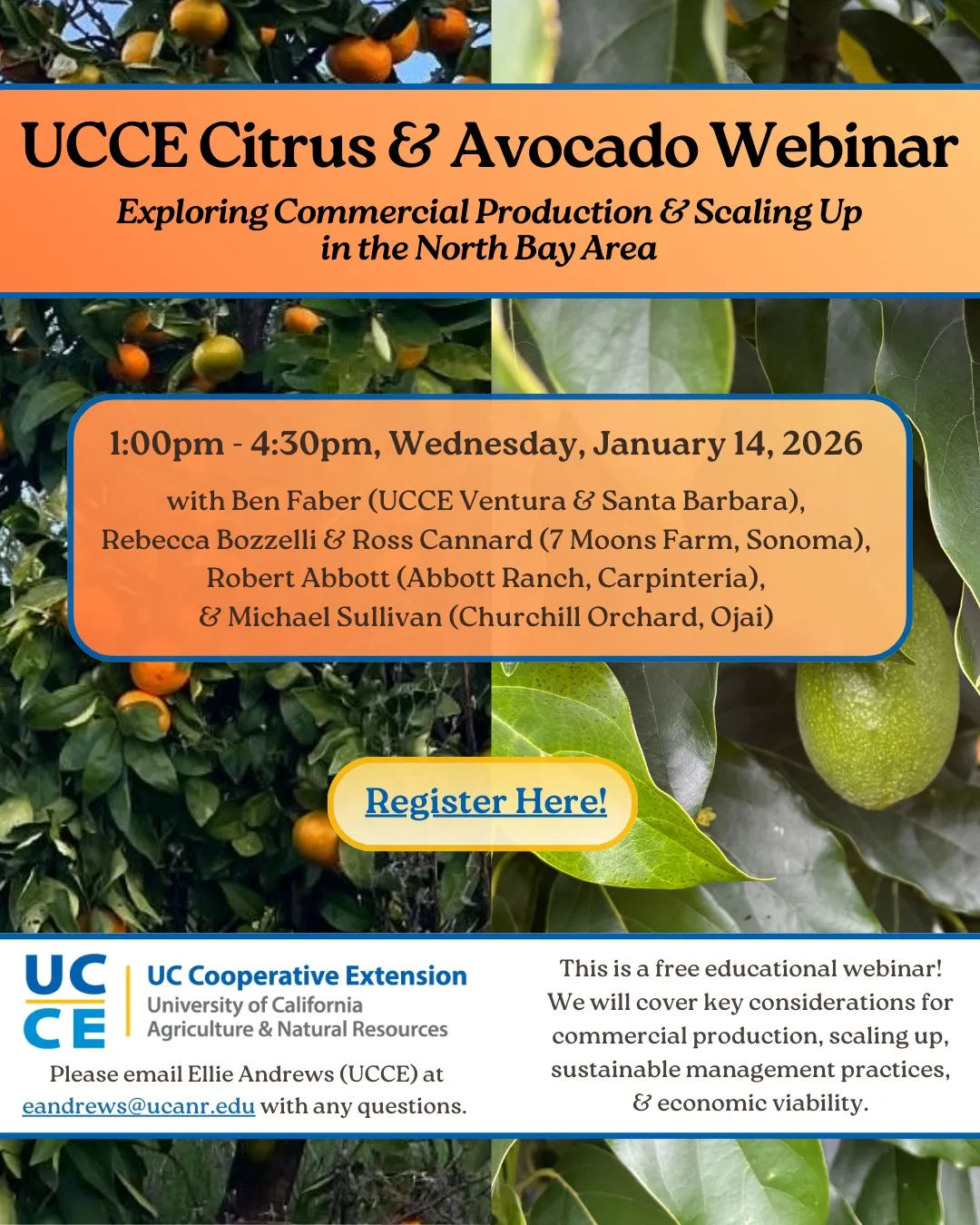 Citrus & Avocado Flyer
