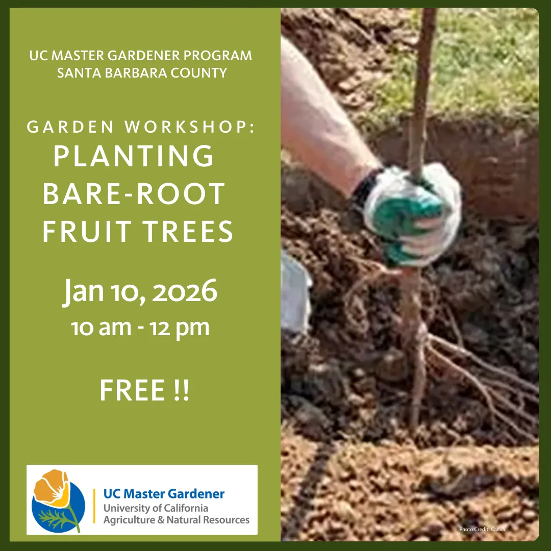 Small bare-root tree being placed in planting hole.