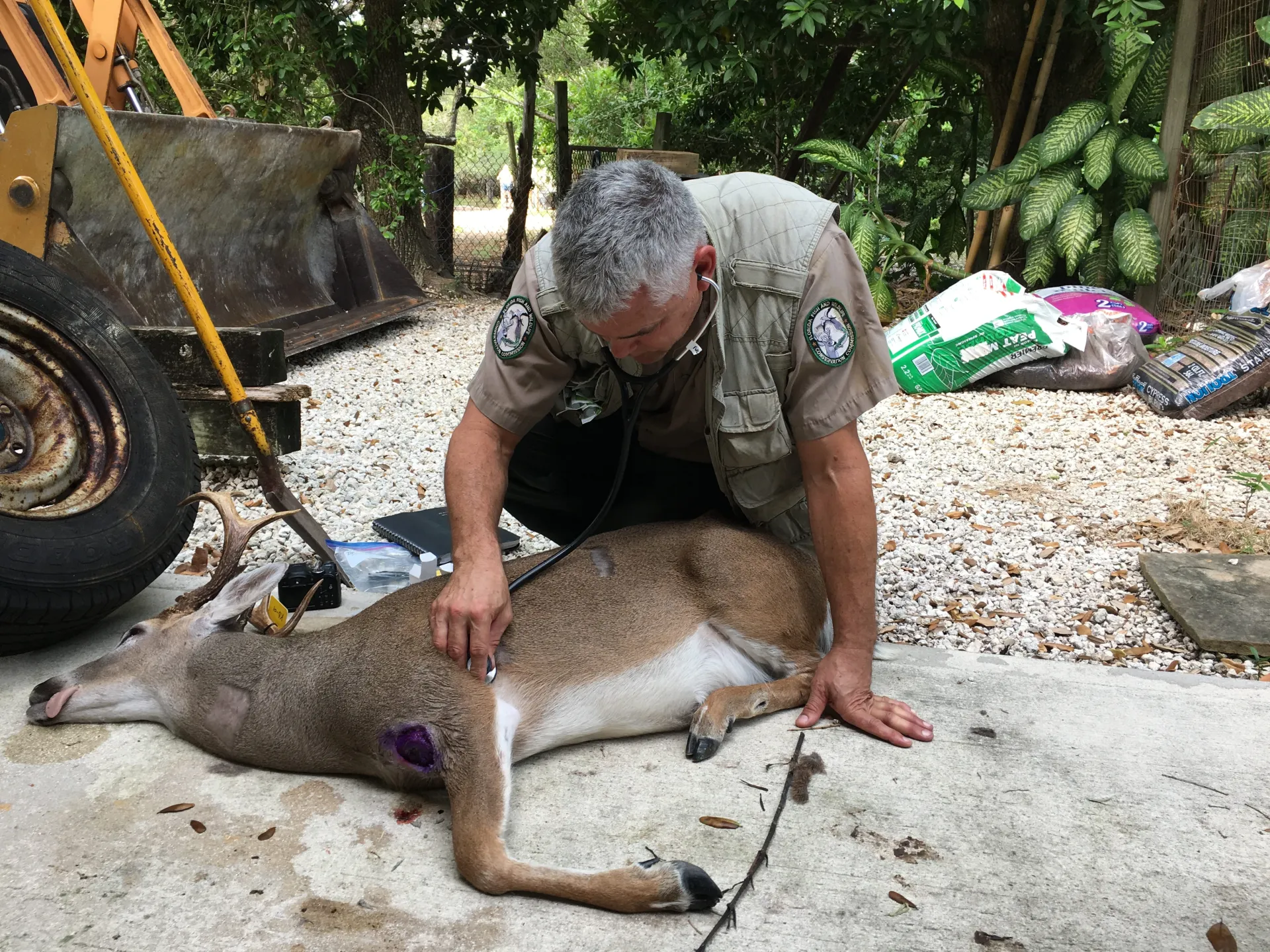 Man examines a fallen deer infested with New World Screwworm