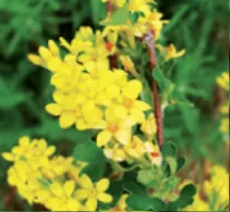 Golden Currant, Ribes aureum