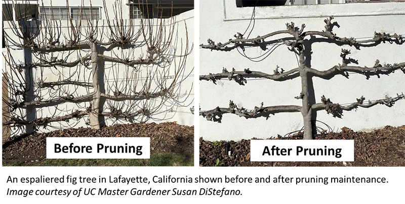 Pruning Espalier before and after_Courtesy Susan DiStefano