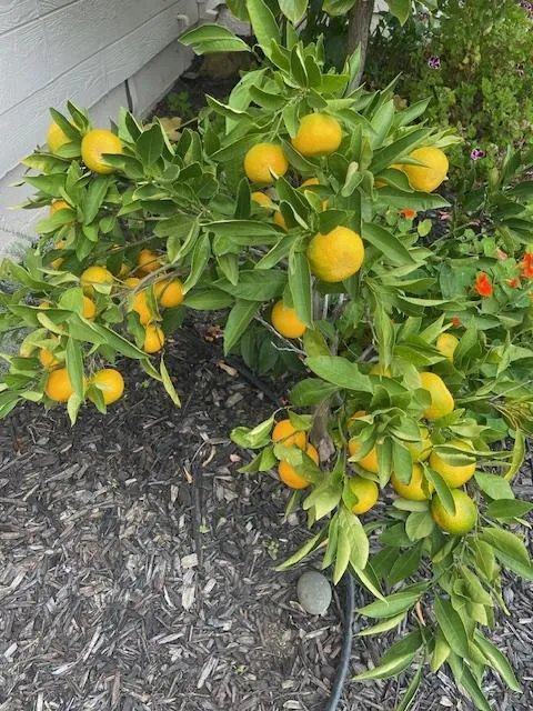 satsuma orange tree