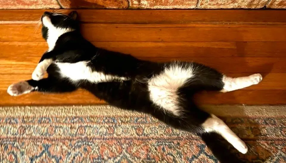 A purr-fect place. (Photo by Kathy Keatley Garvey)