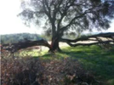 Large stem failure in mature oak
