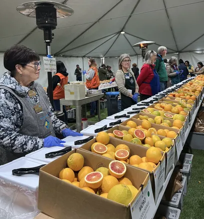 Dozens of boxes filled with oranges and other citrus line tables with people serving stand behind the tables