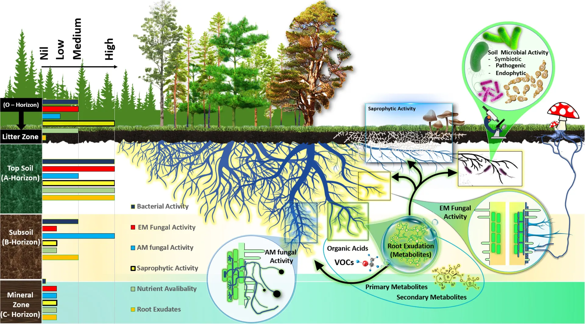 Living Soil Diagram