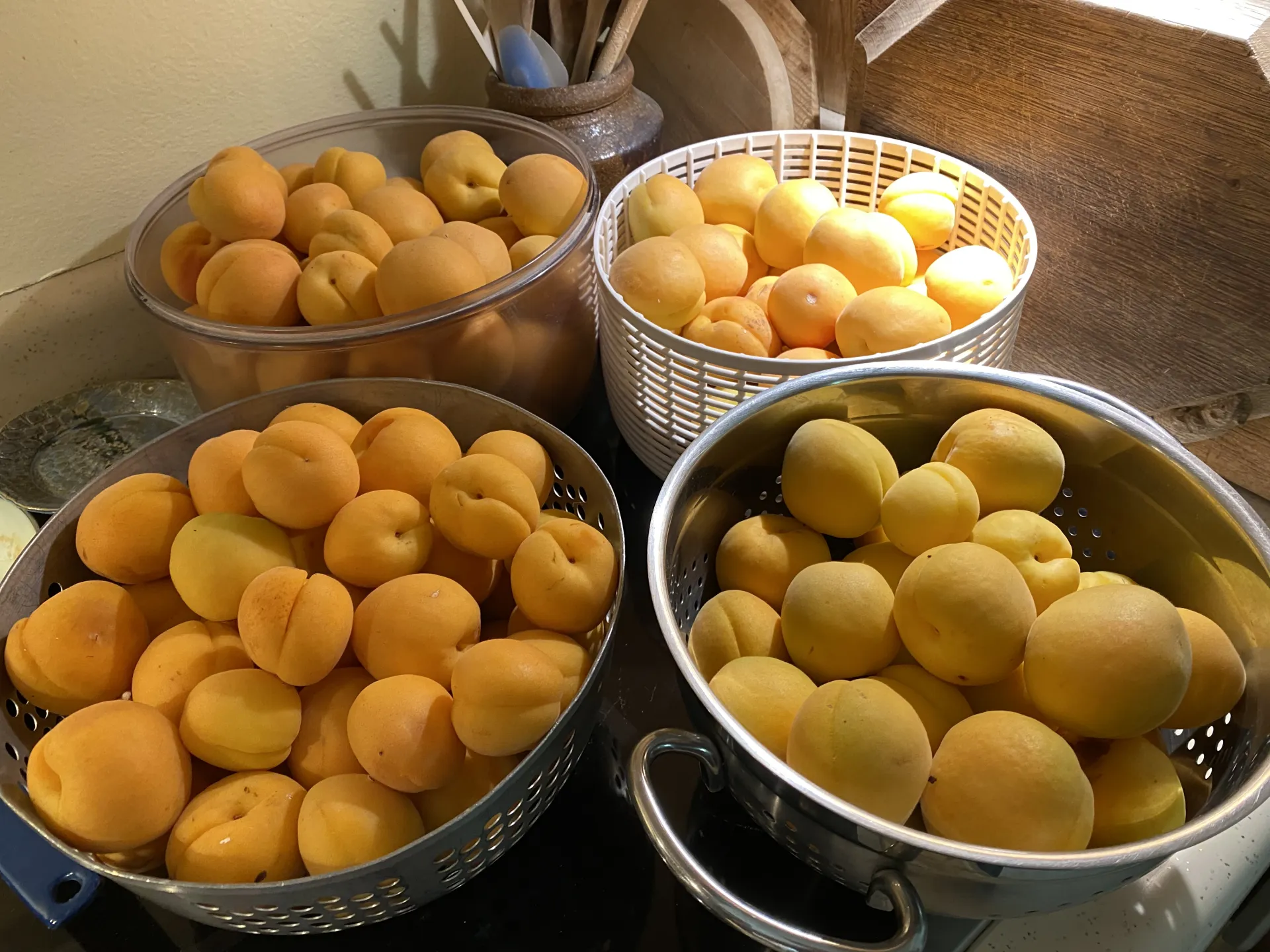 Containers of fresh picked apricots.