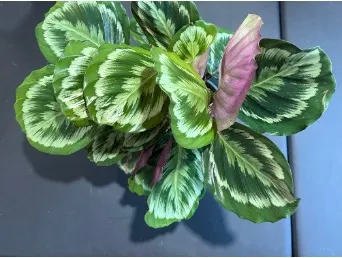 plant with unique looking leaves that look painted