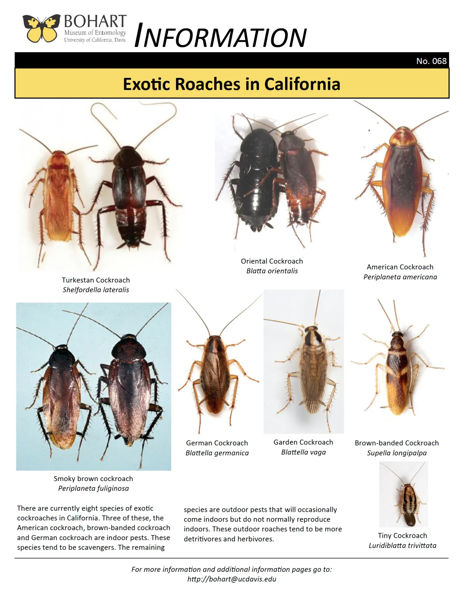 Recently known invasive species of cockroaches