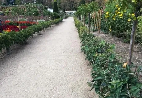 Stepover apples planted by a walkway.
