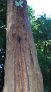 Sudden oak death symptoms