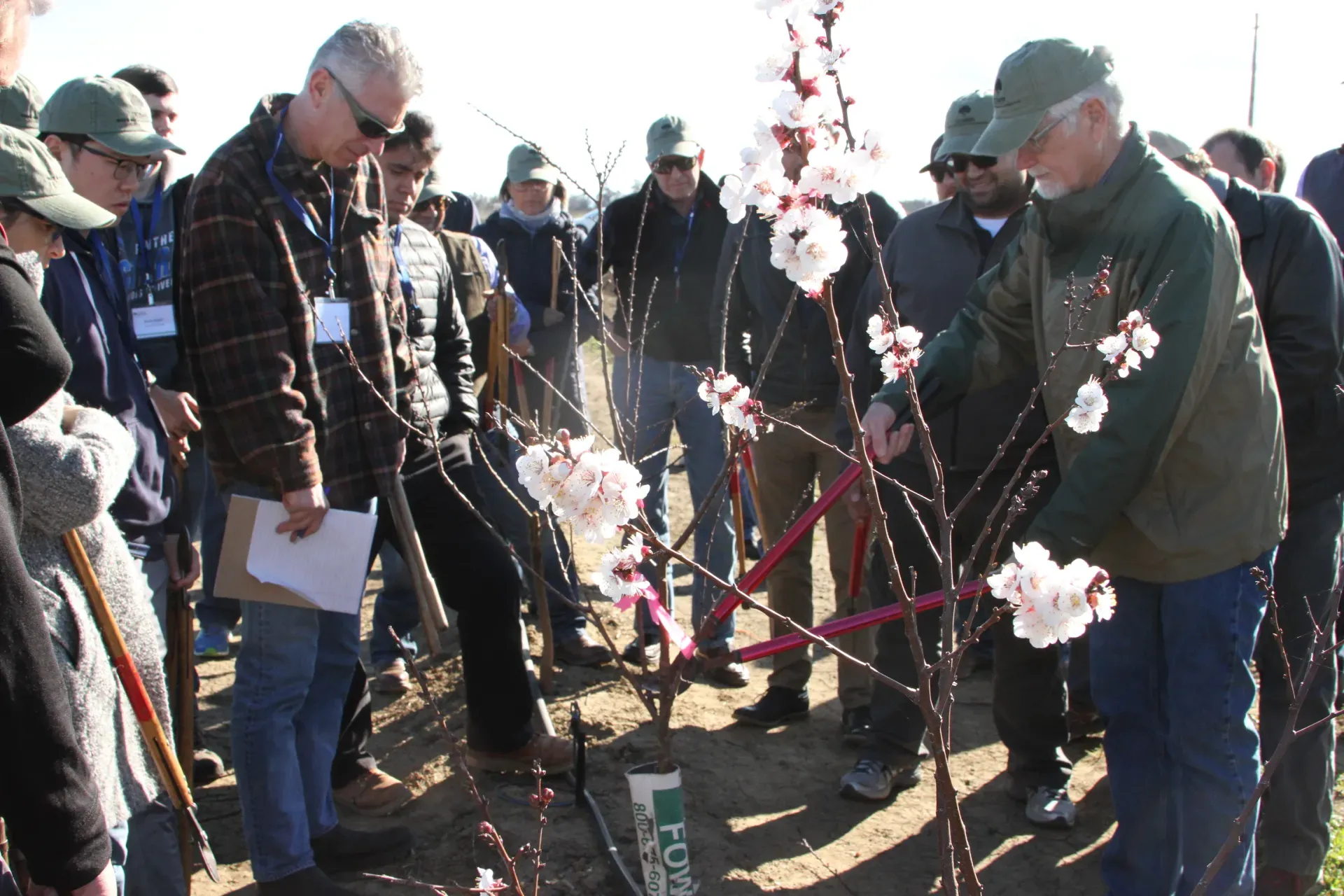 Course participants stand around a blooming young tree as Ted DeJong makes a cut with long-handled pruning shears