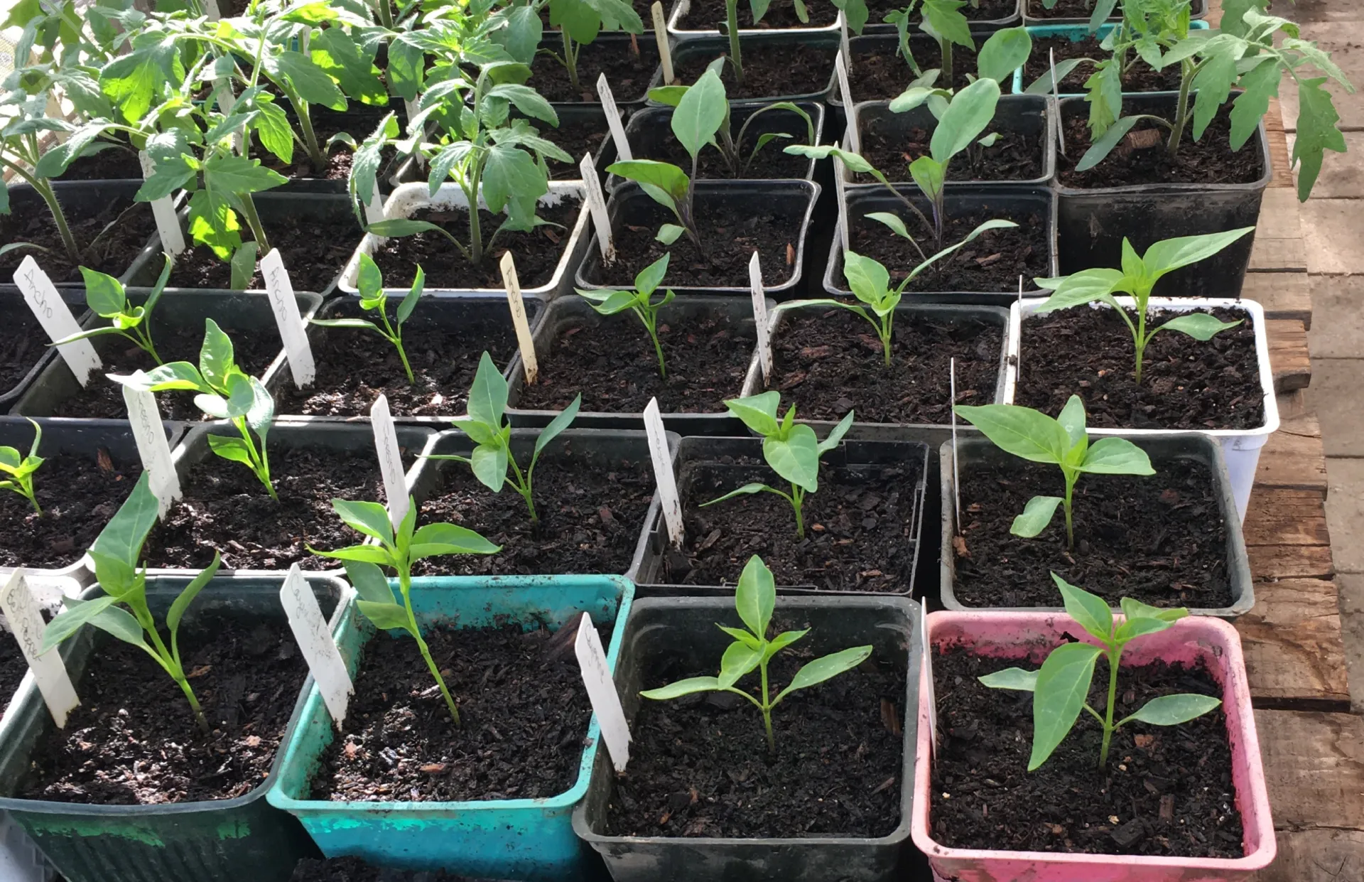 Photo of seedlings growing in a greenhouse.