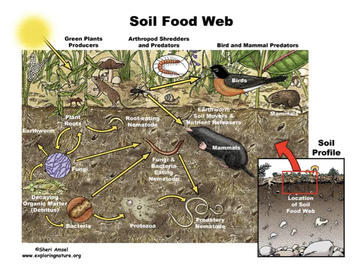 Soil Food Web Diagram